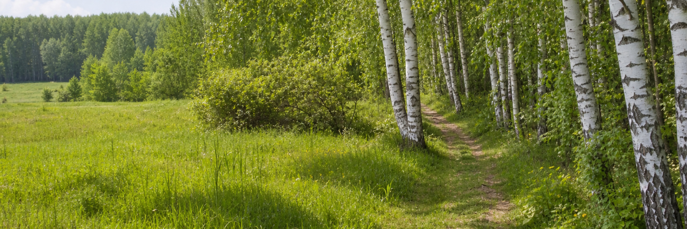 Идеальное тихое место загородом возле березового леса