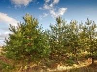 На Оке На Оке