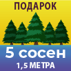 Сосны в подарок
