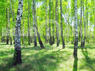 Участок в жилой деревне по привлекательной цене!