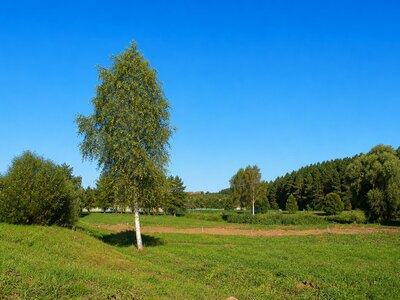 Участок 12,33 сотки в поселке с вековыми соснами!