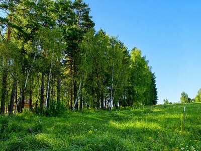 Участок 10 соток в поселке с вековыми соснами!