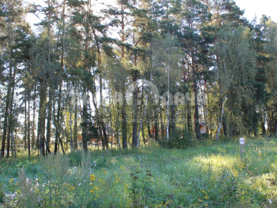 Участок 10,13 соток в поселке с вековыми соснами!