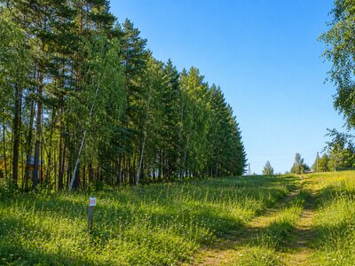 Участок 13,23 сотки в поселке с вековыми соснами!