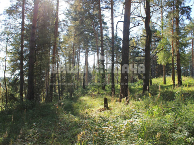 Участок 8,93 сотки в поселке с вековыми соснами!