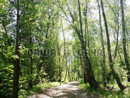 Грибной лес в Пашково