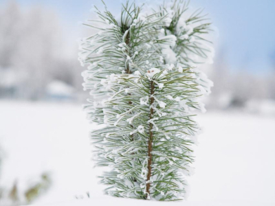 Скрипово Скрипово