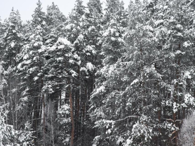 Скрипово Скрипово