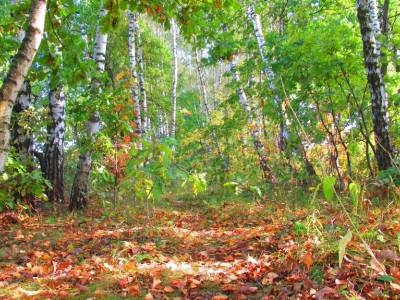 Дятлово Дятлово