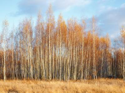 Тетерево-3 Тетерево-3