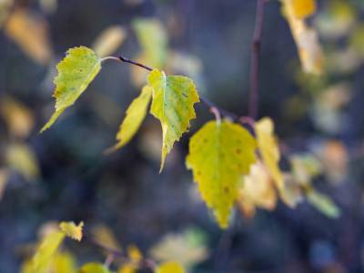 Тетерево-3 Тетерево-3