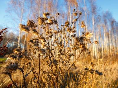 Тетерево-3 Тетерево-3