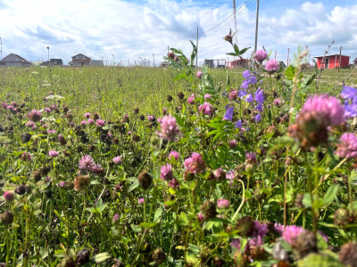 Васильково Васильково