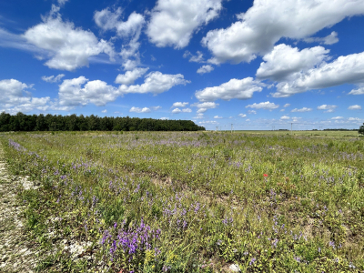 Дмитриевское Дмитриевское