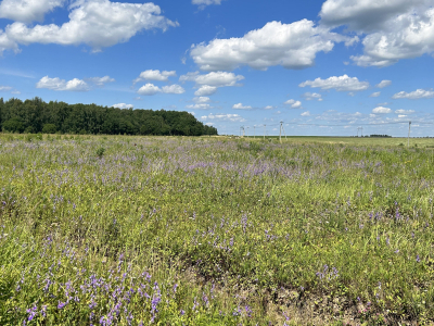 Дмитриевское Дмитриевское