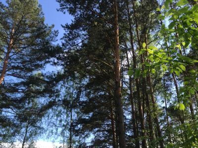 Крюково Крюково