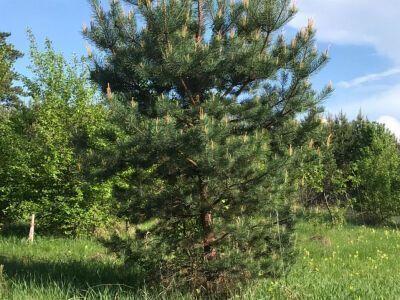 Крюково Крюково