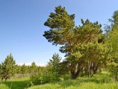 Крюково Крюково