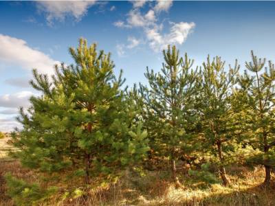 Незабудкино Незабудкино