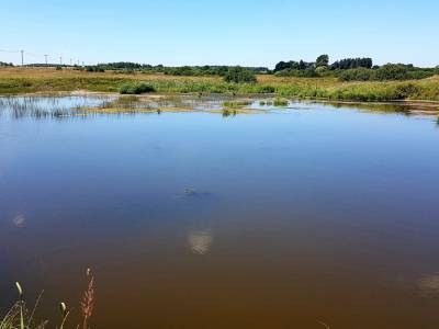 Незабудкино Незабудкино