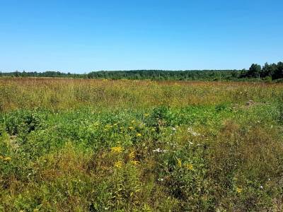 Незабудкино Незабудкино