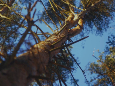 Лесновка