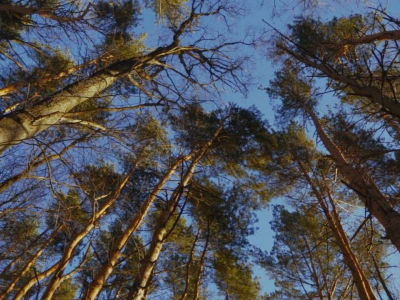 Лесновка