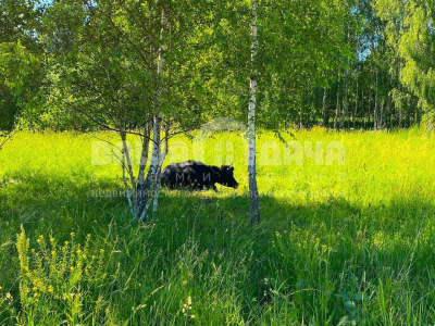 Пашково Эко Пашково Эко
