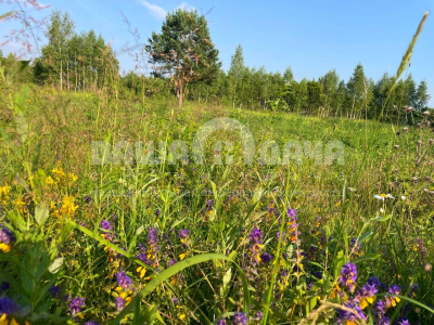 Пашково Эко Пашково Эко