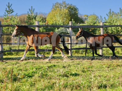 Домнино Эко